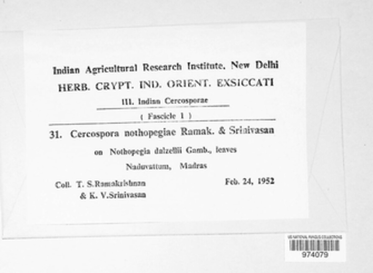 Cercospora nothopegiae image